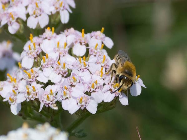 Wormkruidbij (Colletes daviesanus)